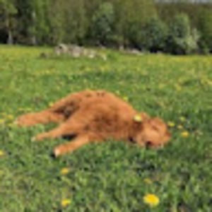 Meet your Posher, Ruby